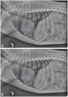 Comparison of a Deep Learning Algorithm vs. Humans for Vertebral Heart Scale Measurements in Cats and Dogs Shows a High Degree of Agreement Among Readers